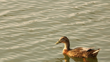 公園の水辺 カモ