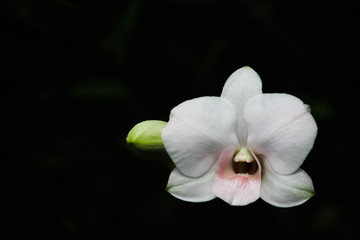 White orchid with black background.