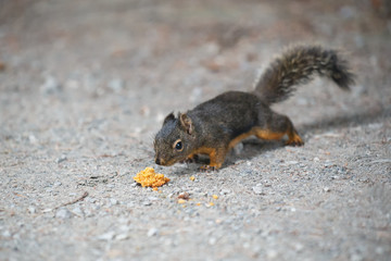 Douglas squirrel