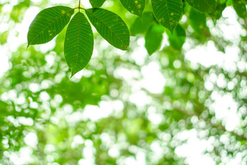 Fototapeta na wymiar Leaves with natural green bokeh