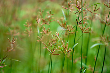 Grass flower in the meadow.