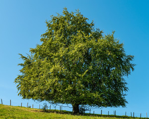 Eiche auf Hügel