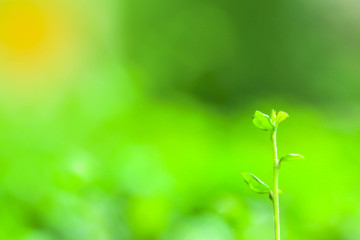 Leaf Light,Green leaves pattern​ background.