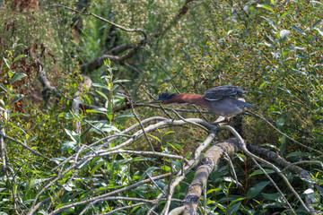 Green heron bird