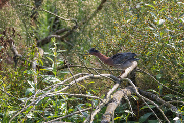 Green heron bird