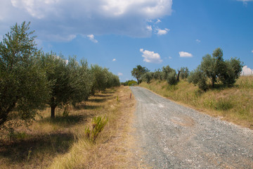 Fototapeta na wymiar Olivenbäume in der Toskana, Postkartenmotiv