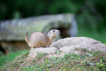 Petite marmotte dans son élément