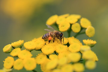 Honigbiene mit Blütenpollen auf Rainfarn