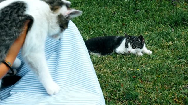kitten runs away from a teen ager who holds it with his hands