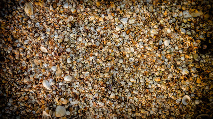 seashells on the seashore - background texture