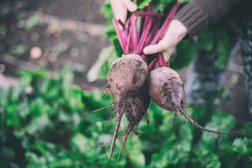 Three ripe red beets in female hands against the background of a kitchen garden