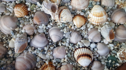 Background made of a pile of seashells