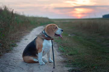 Beagle portrait on the background of a beautiful sunset