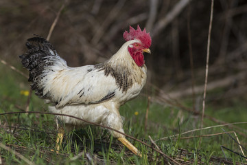 free range rooster in spring