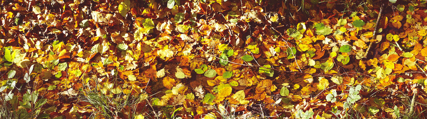 Autumn leaves en various warm colors in the sun