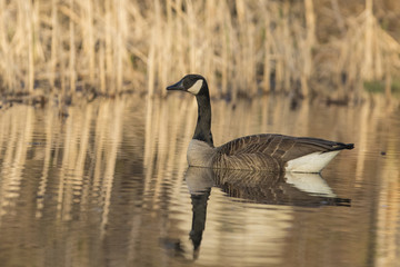 canada goose in spring 