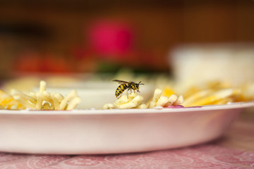 live wasp sits on a plate with cheese sliced, close-up