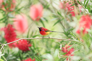 Sunbirds that live in high mountains.