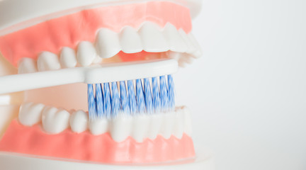 Dental model with dental tool in dental care concept.