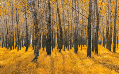 Golden birch forest