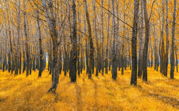 Fototapeta Golden birch forest