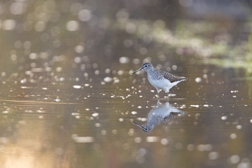solitary sandpiper in spring