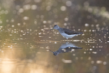 solitary sandpiper in spring