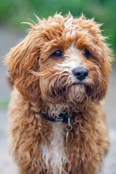 Cavapoo