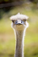 Portrait d'autruche