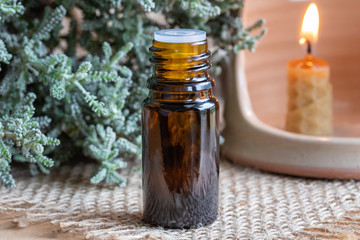 A bottle of santolina essential oil with fresh Santolina chamaecyparissus
