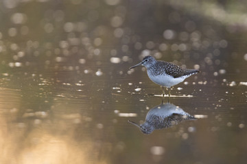 solitary sandpiper in spring