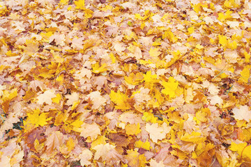 Yellow fallen leaves lie on the ground (texture, background)
