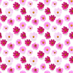 Obraz premium Cosmos pink flowers seamless pattern isolated on white background, flat lay, top view. 
