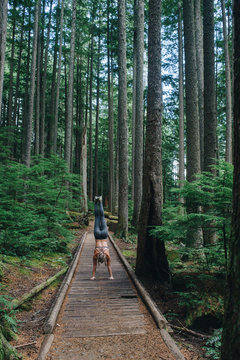 Woman Doing Handstand with Trees
