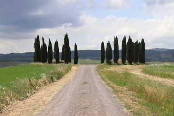 Toscana, La campagna con i cipressi