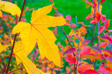 Close up view of a yellow maple leaf a background of colored bushes