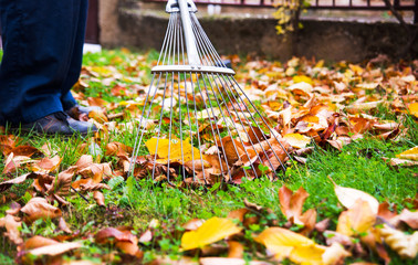 Obraz premium Man collecting fallen autumn leaves in the yard