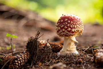 Amanita Muscaria, poisonous mushroom in the forest