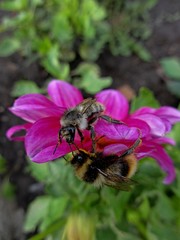 bee