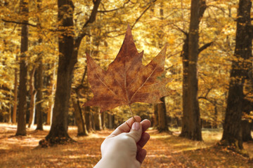 The girl is holding a maple leaf in her hand. Autumn forest in the background. Autumn concept.
