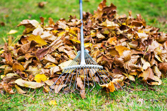 Pile of fallen leafs with a rake for removal