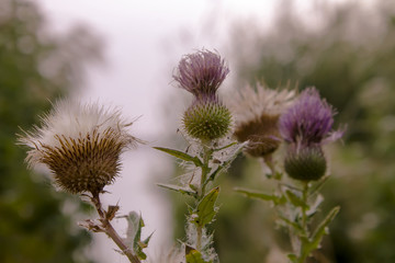 The battle of thistle (cirsium vulgare) in the summer field