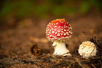 Amanita Muscaria, poisonous mushroom in forest autumn