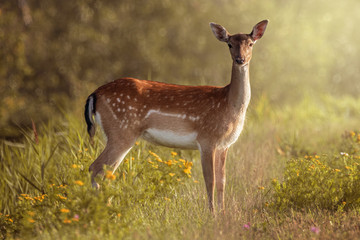 Beautiful doe on flowery field