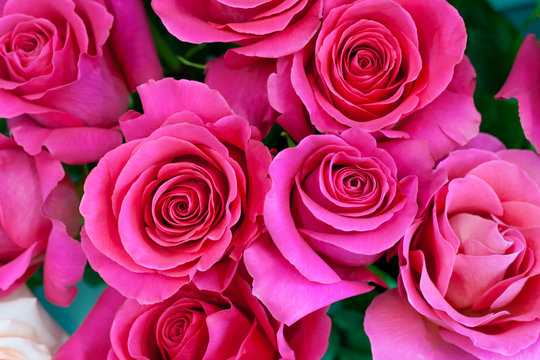 Bouquet of colorful pink roses as background, texture