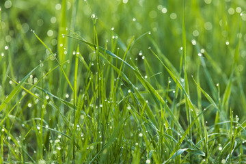 Fresh background with morning dew on the grass