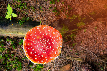Amanita Muscaria, poisonous mushroom in the natural forest