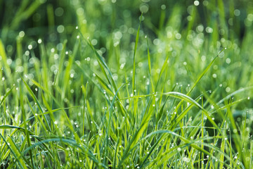 Fresh background with morning dew on the grass