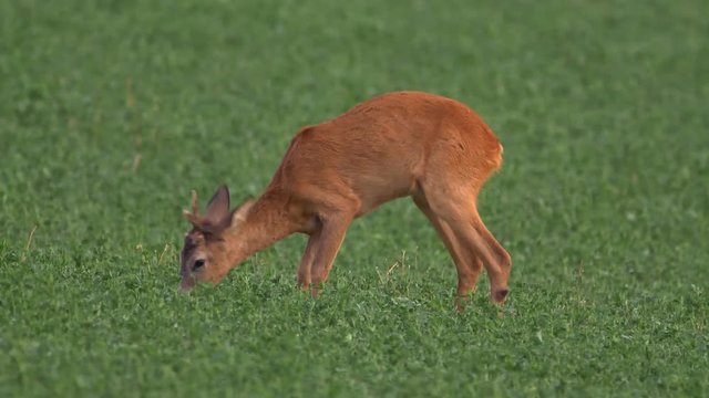 European roe deer (Capreolus capreolus) grazing in alfalfa field