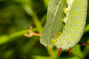 Promethea Silkmoth Caterpillar (Callosamia promethea)